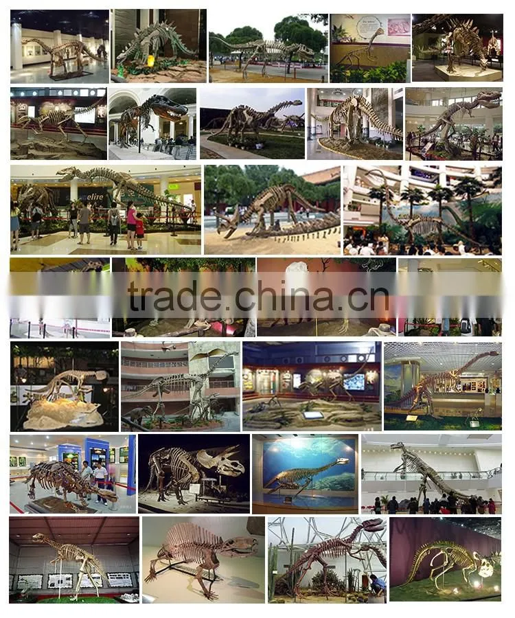 OA-SD-L36 Exhibition equipment dinosaur fossil skeleton replica