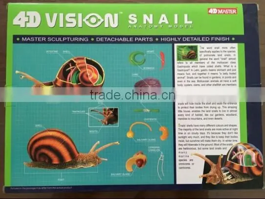 V-AM055 4D MASTER Snail specimens anatomical model