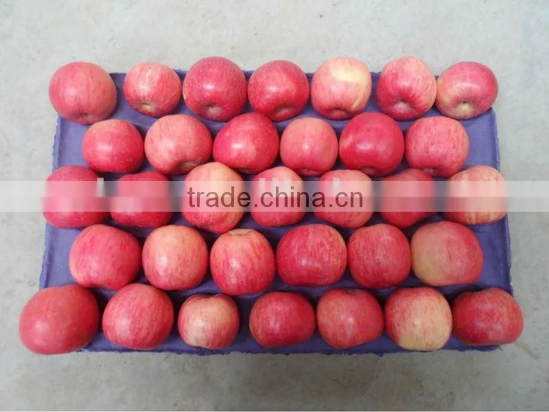 2015 shandong FUJI APPLE