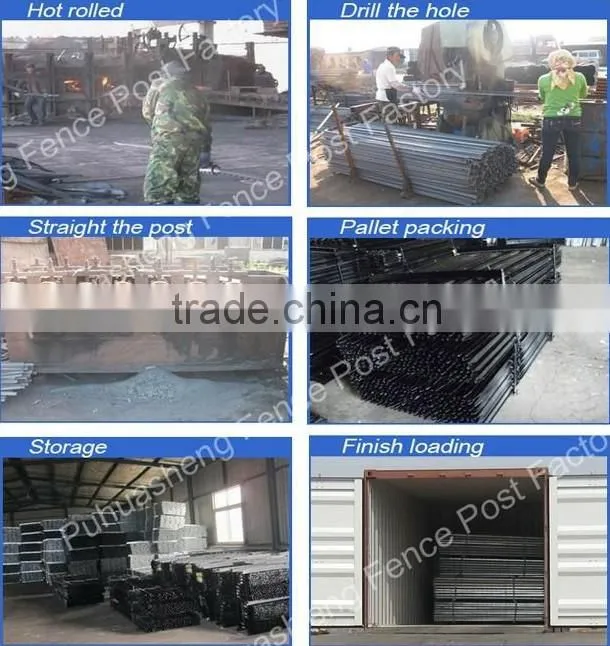 Australia Black Steel Star picket (factory & trader)