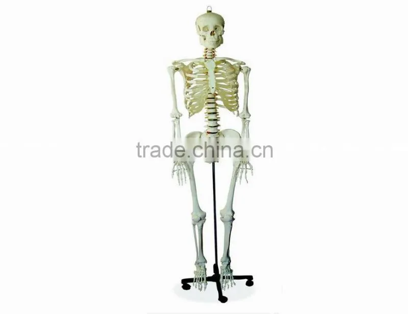 Nurse Training Doll(female)
