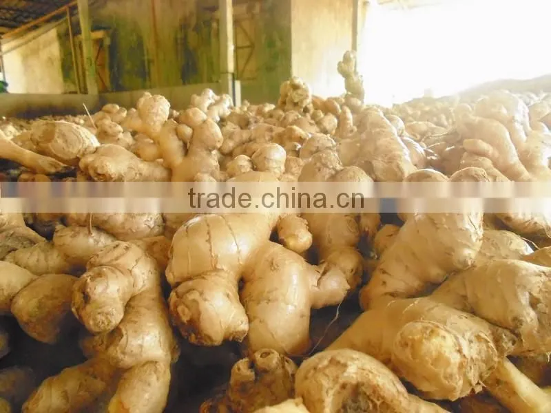Good quality and Cleansed Fresh Ginger