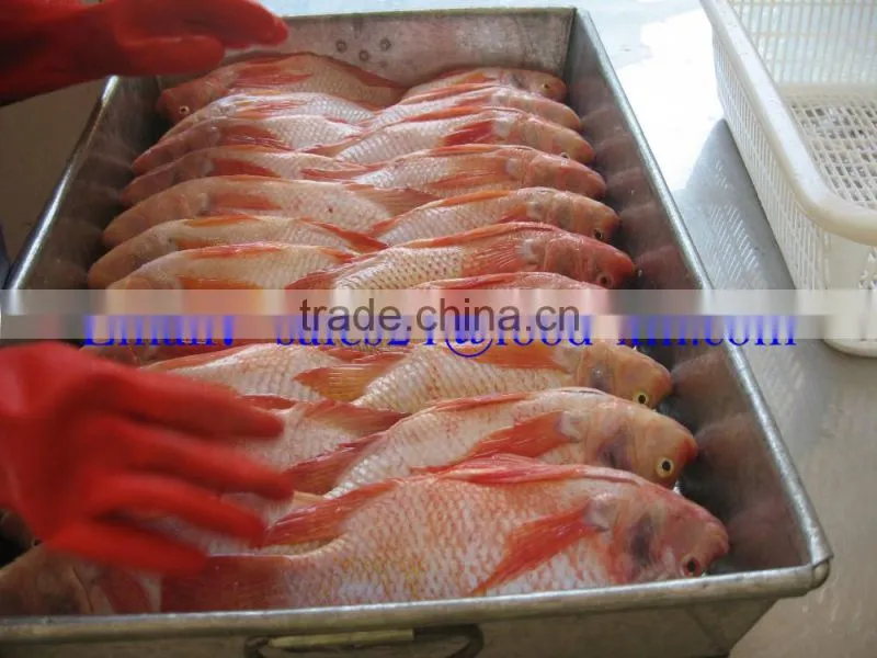 bulk/carton packing Frozen Red Tilapia