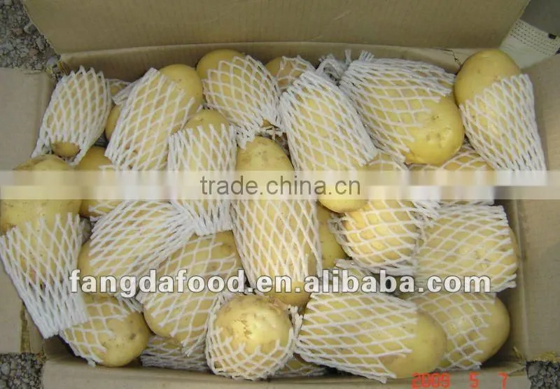 Fresh High Quality Holland Potato Hot Selling