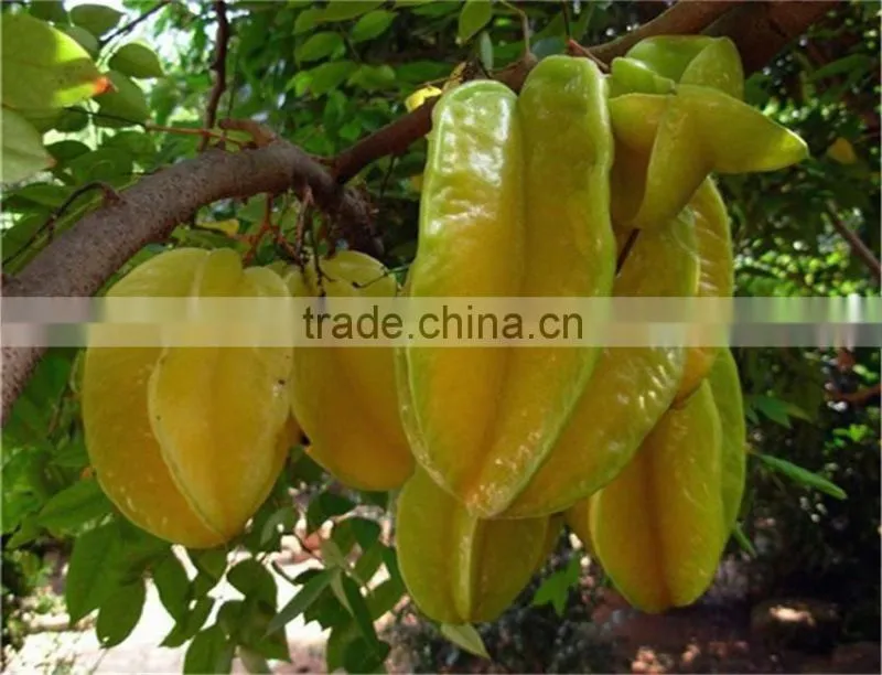 Averrhoa carambola tree seedling