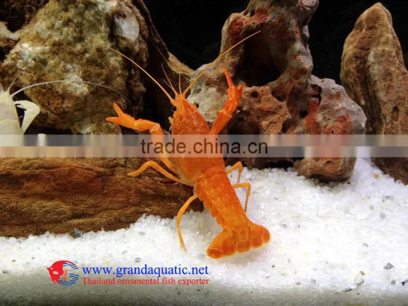 Live Crayfish lobstor for Sale