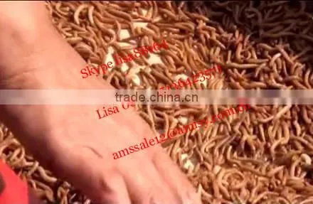 Mealworm separation equipment