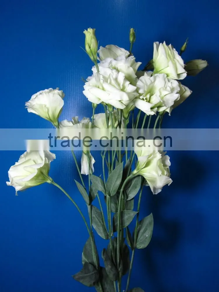 Wide varieties new coming beautiful hybrid eustoma grandiflorum