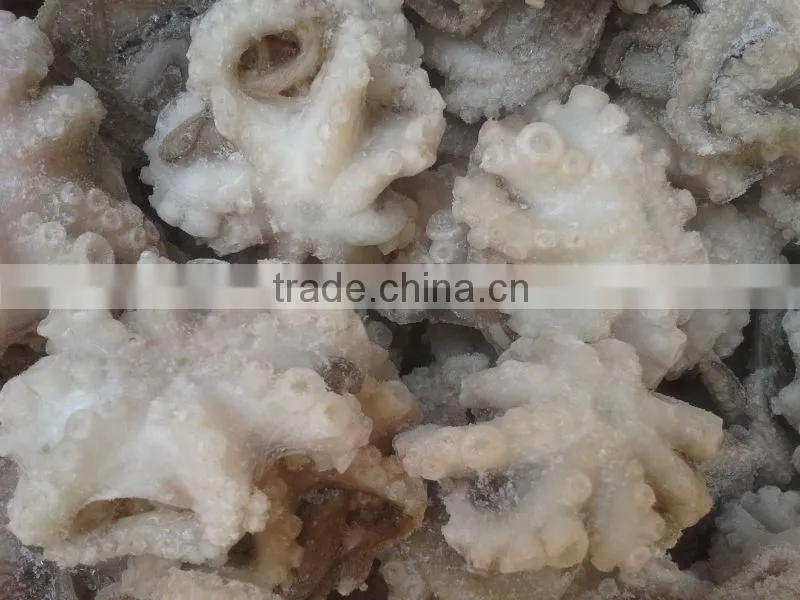 New coming Frozen baby octopus 20-60g for sale