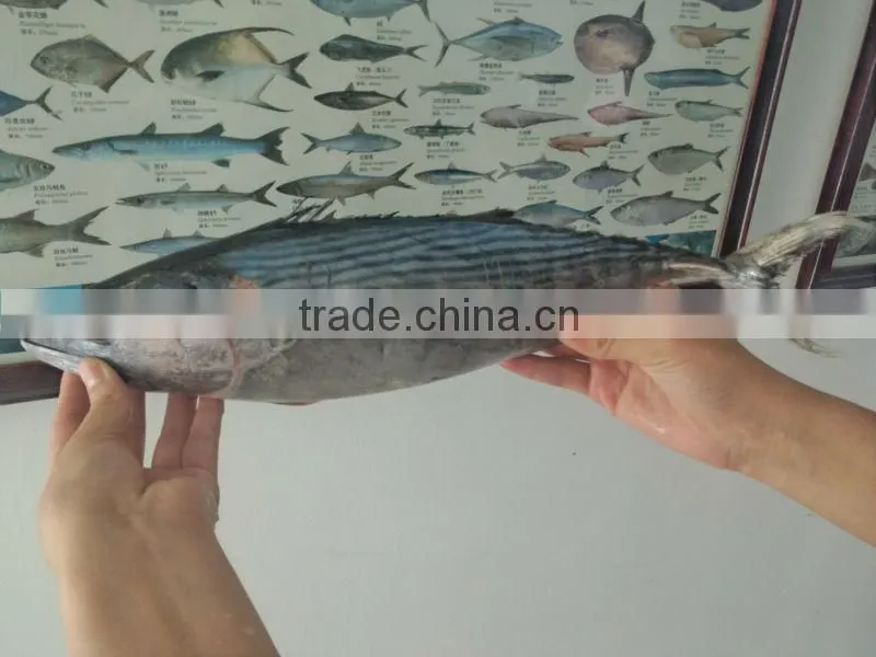 High Quality Seafood Frozen Fish Pacific Bonito Size