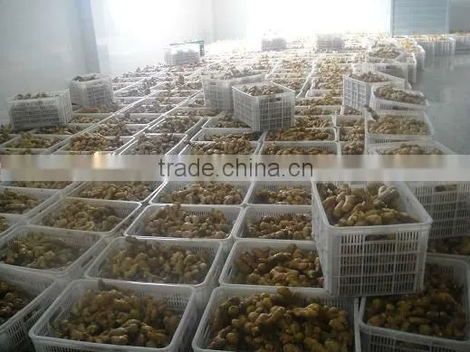 China big Fresh ginger 100g-350g up