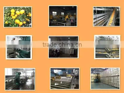 mandarin orange sacs of 18KG