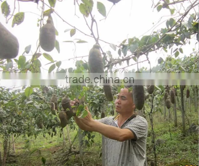 High Quality Rare Fruit Tree Seeds For Planting Holboellia latifolia Wall Seeds