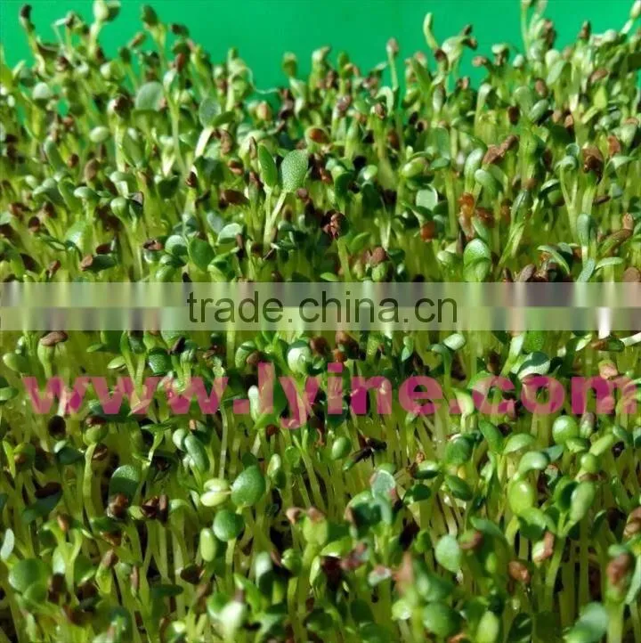 Made in China barley fodder hydroponic machine