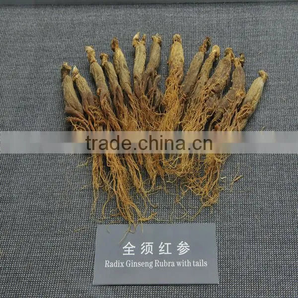 Panax ginseng powder