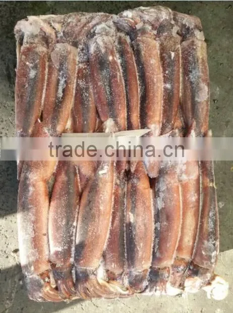 Frozen Illex Argentinus Squid