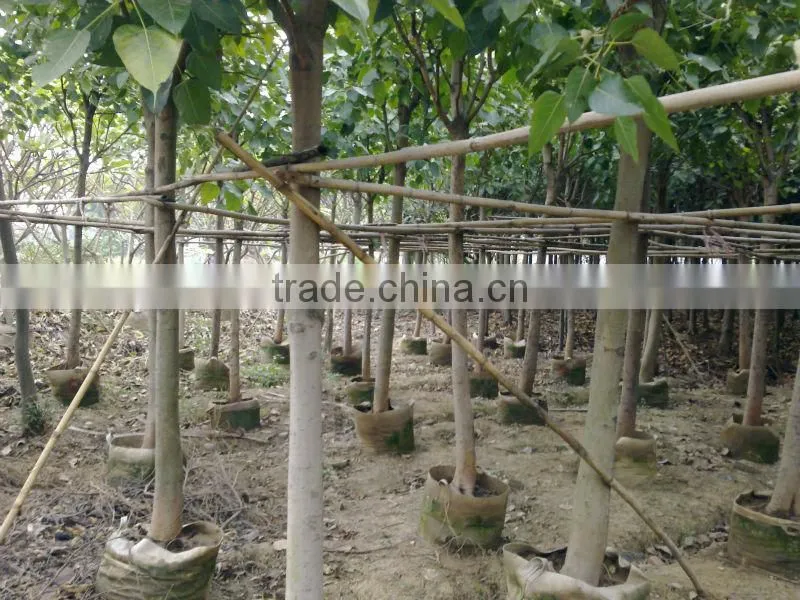 Ficus Religiosa packed for shipment