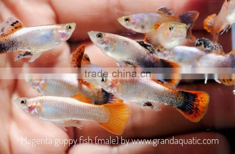Magenta guppy for Freshwater Aquarium fish export company from Thailand