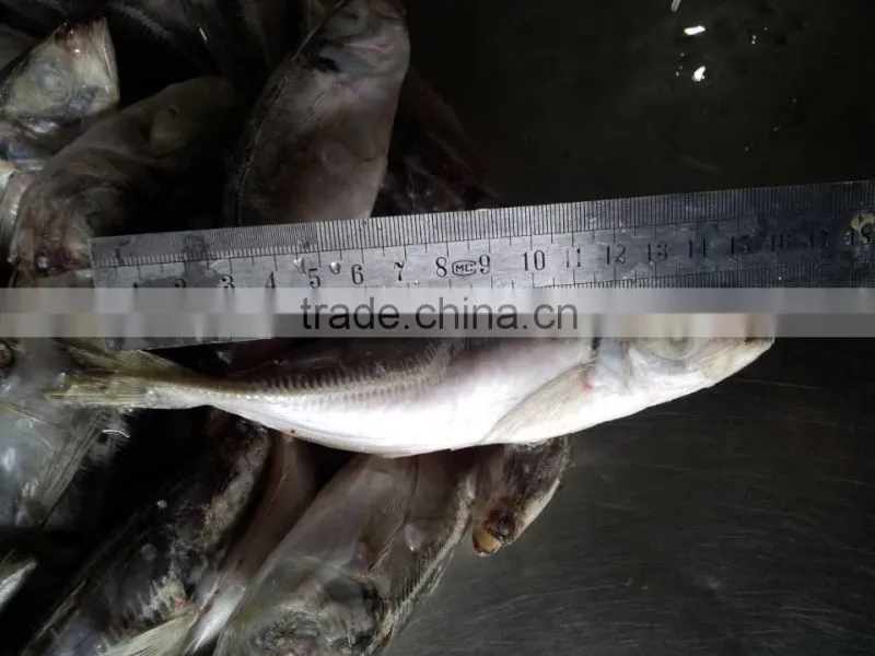 frozen horse mackerel