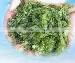 GREEN CAVIA SEAWEED