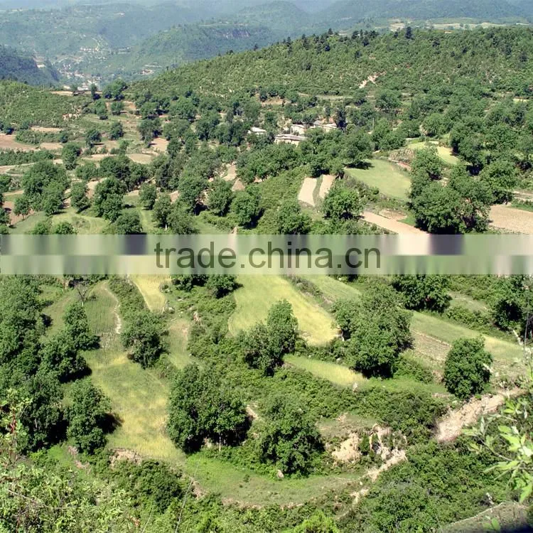 organic walnuts in shell, best price