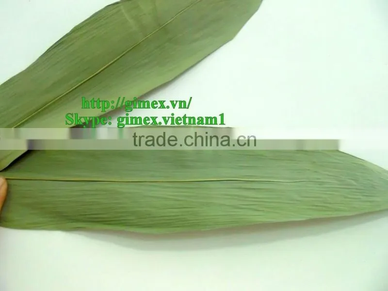 Fresh big size bamboo leaf