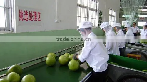 china sweet honey pomelo