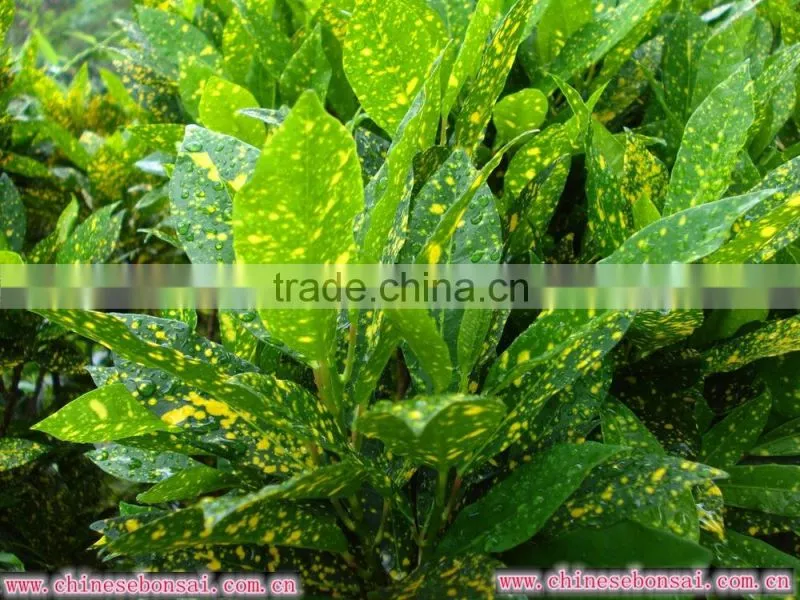 multi color leaves foliage Codiaeum variegatum of outdoor landscaping decorative ornamental plants