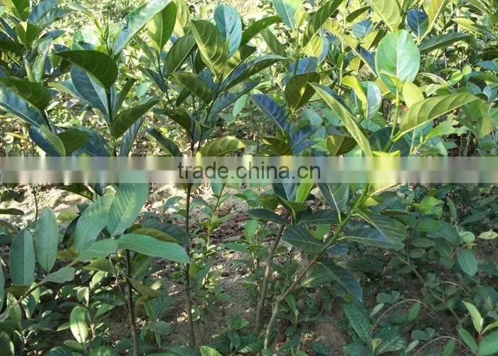 longan fruit trees