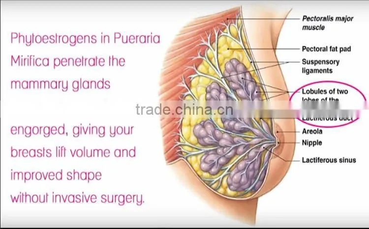 Thailand Pueraria Mirifica breast enlargement capsule for Breast Growth