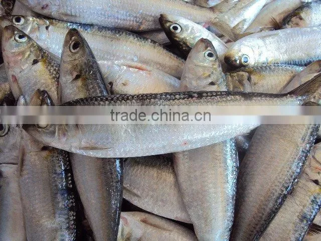 frozen sardine