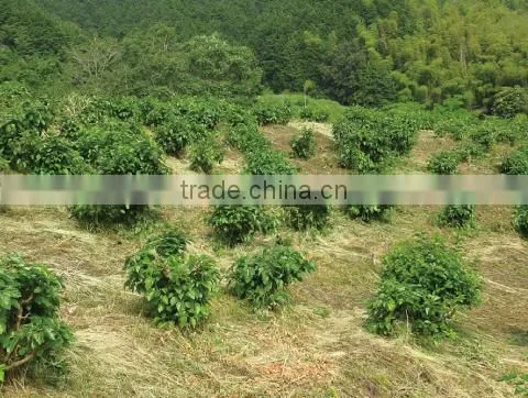 natural and Good quality qualite azawad health benefits chunmee green tea Mulberry Tea with hight quality made in Japan