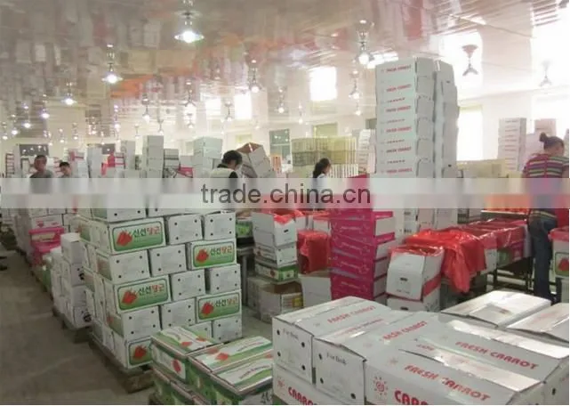 Carrot Price Carrot Farm Carrot Exporter 2016 best quality