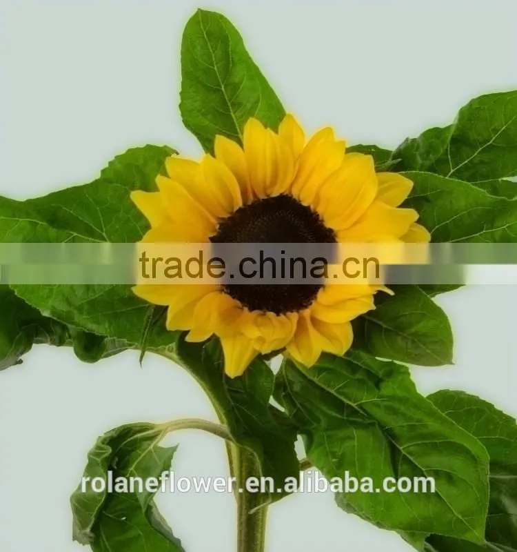 valentine's day decoration cut sunflower flower from yunna