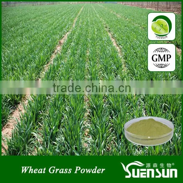 High quality wheat grass juice powder
