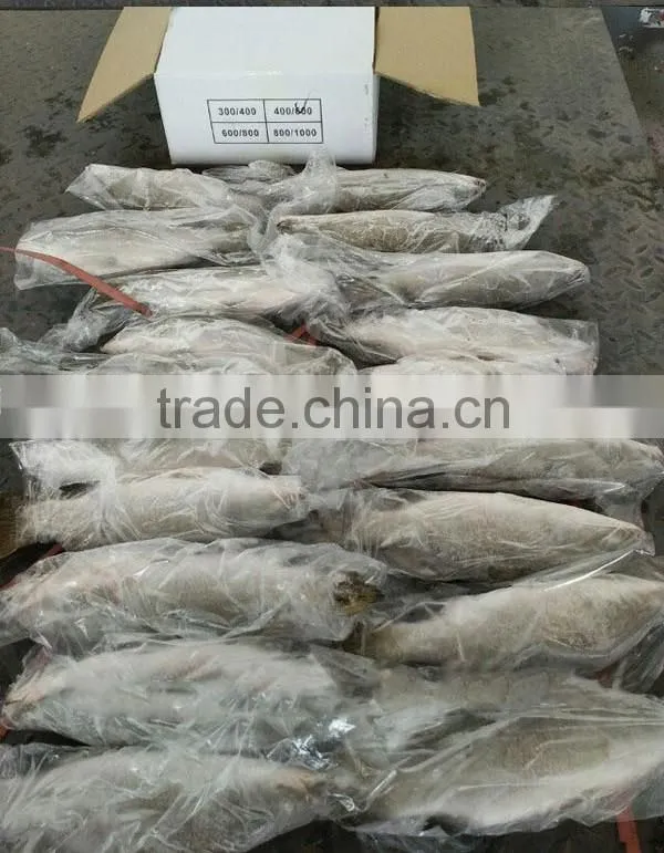 Frozen Seabass/chilean Seabass Fish Fillet