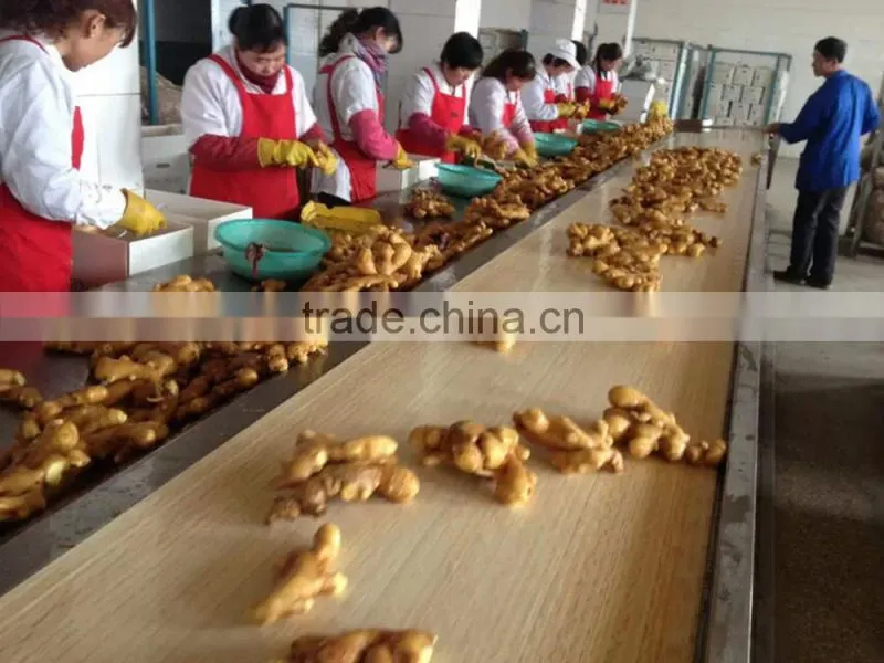 2014 new crop top quality fresh ginger market price for ginger