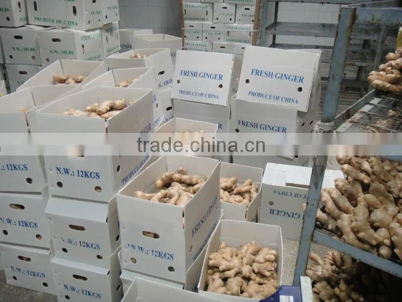 Fresh ginger for hot sale