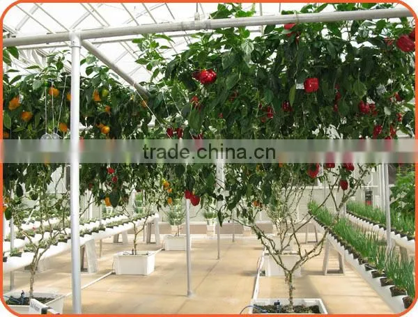 Hydroponics System for Greenhouse