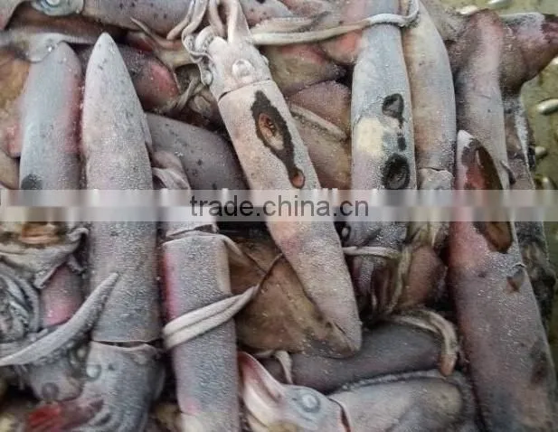japenese squid product type
