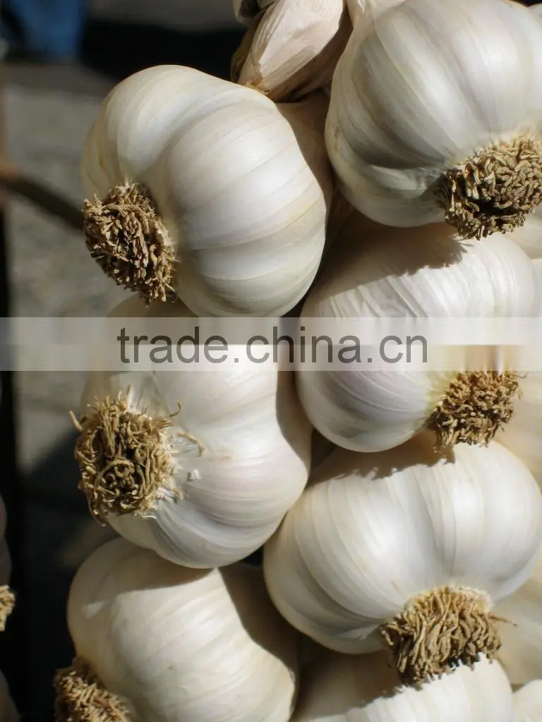 garlic seeds garlic price
