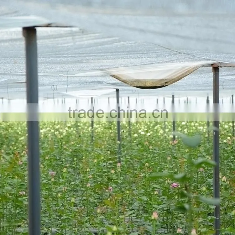 Super quality OEM natural fresh cut flower eustoma