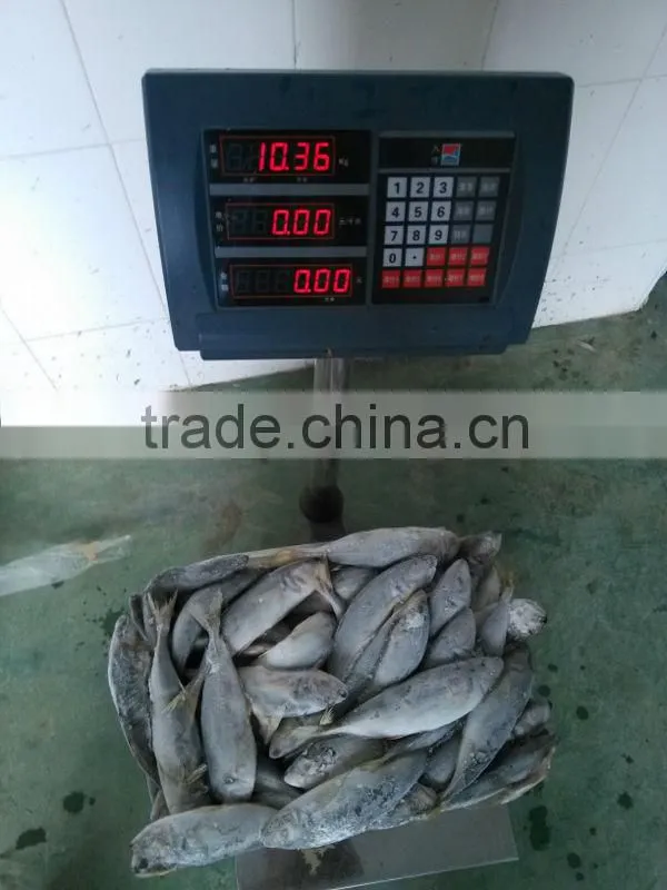 frozen horse mackerel whole round