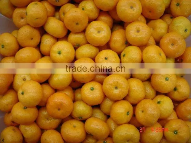 Chinese fresh baby mandarin