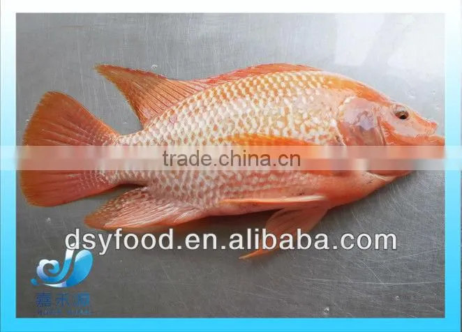 Frozen WR red tilapia