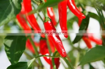 Rong viet chilli sauce