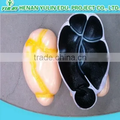 teaching anatomical three parts human heart model