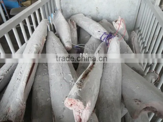 Frozen sail fish frozen seafood