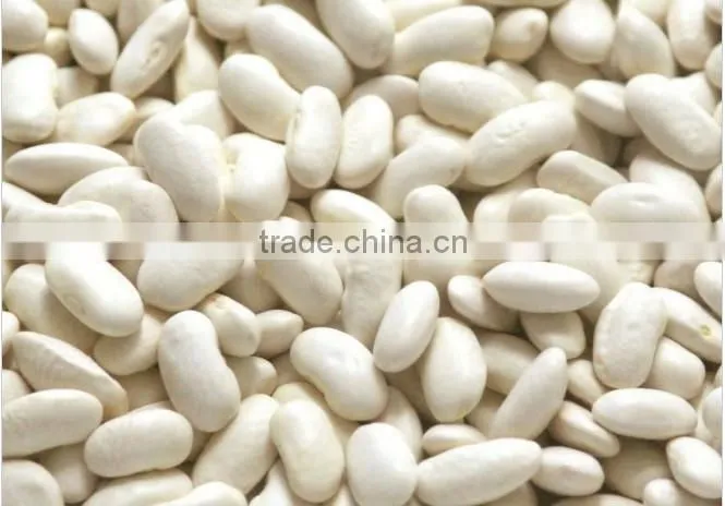 White Kidney Beans HPS grade