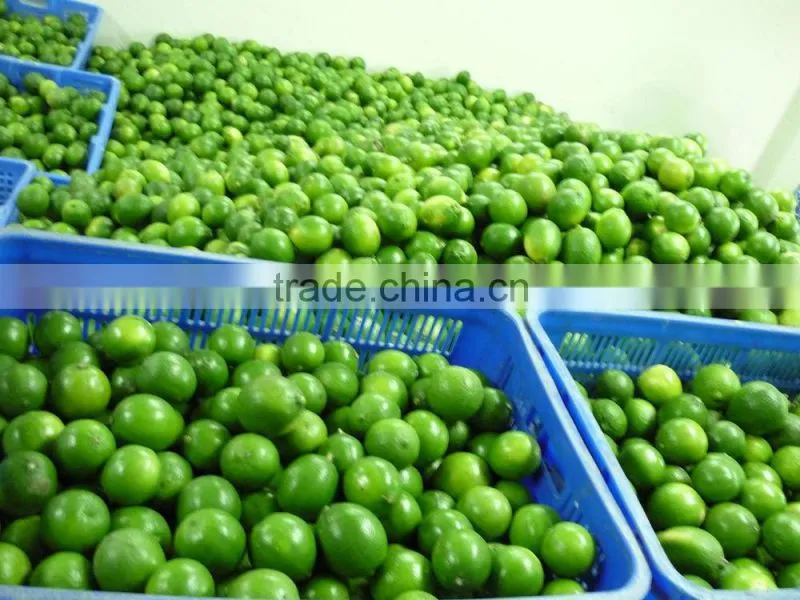 Fresh Lime high quality and Best Price from Vietnam